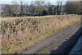 SU6024 : Recently cut hedge on Riversdown Road by Peter Facey