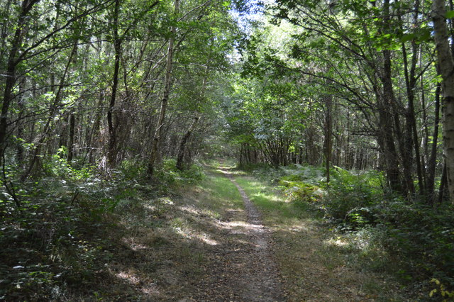 Tandridge Border Path, Boxin Wood