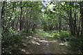 Tandridge Border Path, Boxin Wood