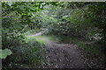 Tandridge Border Path, Boxin Wood