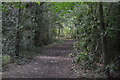 Tandridge Border Path, Boxin Wood