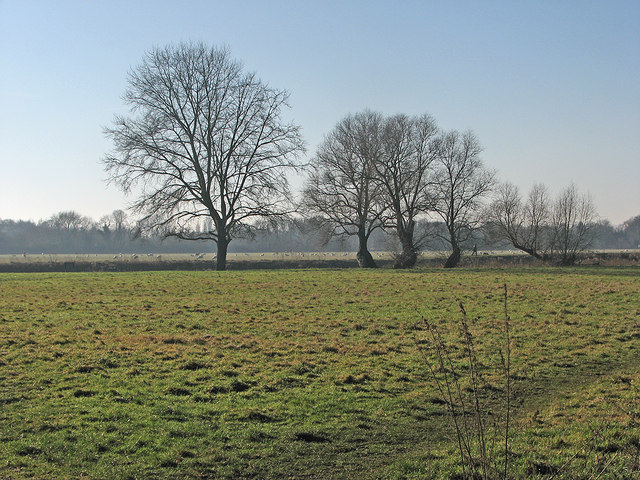 St Ives: Noble's Field and Hemingford Meadow