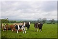 Cattle, Whinny Hill