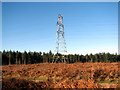 TG4600 : Electricity pylon in Fritton Wood by Evelyn Simak