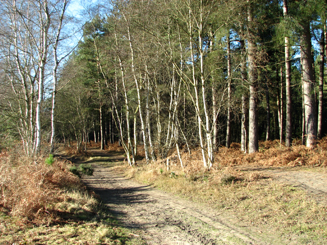 Birch trees beside a sandy path