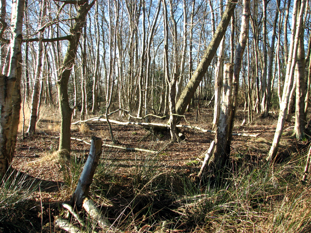 Birches on the western edge of Fritton Wood