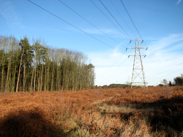 Power line on the eastern edge of Fritton Wood