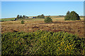 Scrubland near Redmoss