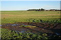 Looking towards Cowfords