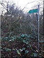 Overgrown Bridleway