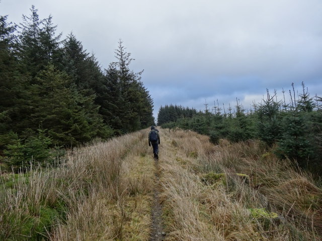 Forest Track above Chirdon Head