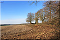 Winter Field, Widmere Farm