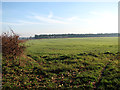 Crop field west of Norwich Road (A1151)