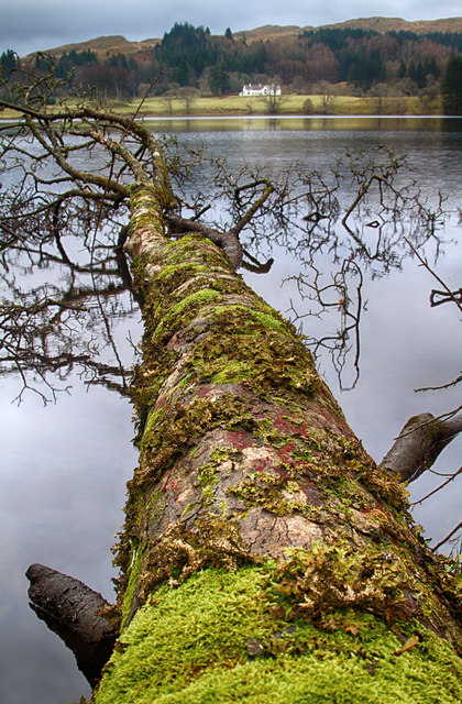 Fallen Tree on Loch Ederline
