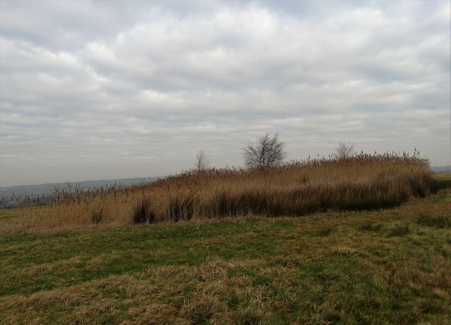 Boggy area on reclaimed industrial land © Neil Theasby :: Geograph ...