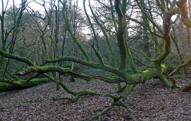 Alderstead Heath (2) © Stephen Richards :: Geograph Britain and Ireland