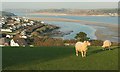 SW9274 : Sheep on Dennis Hill by Derek Harper