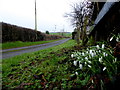 Snowdrops, Beragh