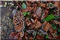 Walmer Castle Gardens, woodland walk: Fungus