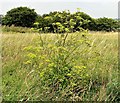 Wild parsnip in Brighton Wild Park