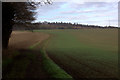 Path towards Chisbury Wood