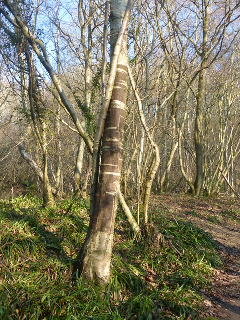 Stripey birch tree