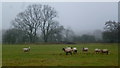 Sheep, Lower Clent