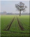 Fields near Metham Hall