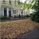 SP2965 : Fallen lime flowers by Beaurevoir Way, Emscote Lawn estate, Warwick by Robin Stott