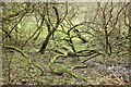 SX0170 : Wooded marsh by the Camel Trail by Derek Harper