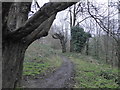 Woodland path off Chigwell Road