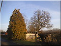 Trees on Deanoak Lane, Nalderswood