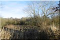 Marshy ground by Garralan Bridge