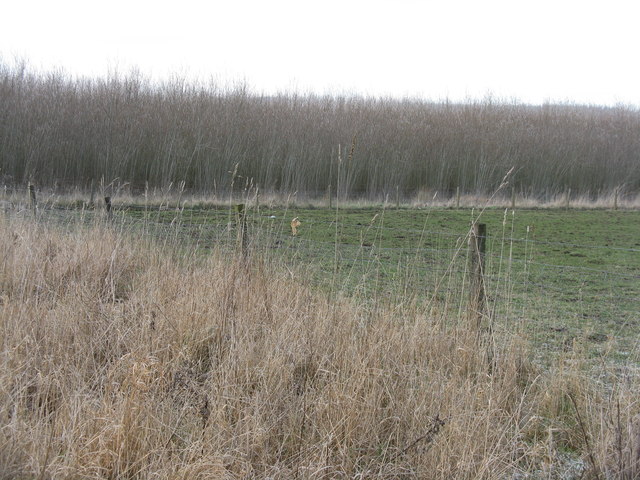 willow coppice
