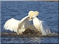 NZ4922 : Swans mating ritual by Oliver Dixon