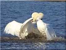 NZ4922 : Swans mating ritual by Oliver Dixon