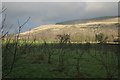 The orchard at Knockraich Farm