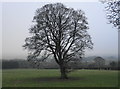 Tree in winter garb