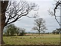 Tree on a field boundary, east of Wighill