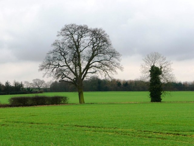 Contrasting trees along the Foss