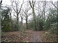 Woods by Pondtail Road, Littlehaven