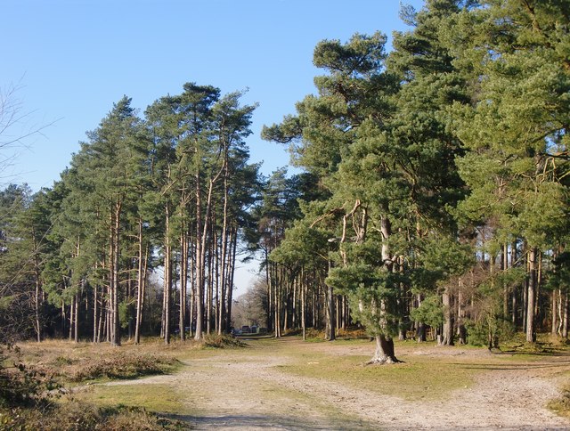 Blackheath Common in January (2) © Stefan Czapski :: Geograph Britain ...