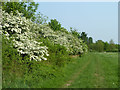 TQ5383 : Hedgerow, Hornchurch Country Park by Robin Webster