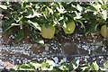 SU5927 : Apples in the tree by Bill Nicholls
