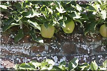 SU5927 : Apples in the tree by Bill Nicholls