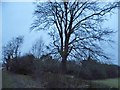 Tree on Bailing Hill, Warnham