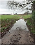 SX9582 : Flooded lane by Wood Brake by Derek Harper