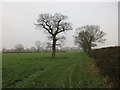 Field boundary off Long Lane