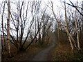 Birch Woodland and Trans Pennine Trail