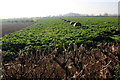 Outwintering Cattle near Henstridge